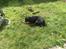 Rottweiler Freja  .. R.I.P<3<3<3<3