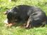 Rottweiler Freja  .. R.I.P<3<3<3<3