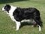 Border collie Tequila (1996-2009) - Tequila, sommeren 2008, 12 år gammel