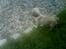 Blanding af racer Liva (Himmelhund)  - 6 uger