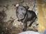 Staffordshire bull terrier Tiger