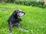 Labrador retriever Victor RIP
