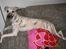 Whippet Piper - Tager lige en slapper i sofaen
