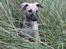 Whippet Piper - i siv