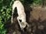 Whippet Piper - Piper laver ulykker i haven!!!