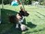 Welsh corgi cardigan Hugo - Hugo med sin boldt;D