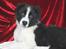Border collie Brandy † RIP- 7-10-2009 †