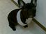 Fransk bulldog Toby 3-benet R.I.P