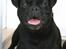 Blanding af racer Kenzo  Mops/Puddel