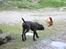 Korthåret hønsehund Søborggård`s Tec - Man er vel en hønsehund :)