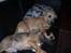 Border terrier Lutra's Belle - Belle (nedderst) og Aifi (øverst) dovner på sofaen. Aifi er min anden hund.
