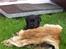 Labrador retriever Soukie - Jagthund er man vel altid