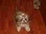 Shih tzu Puk