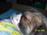 Tibetansk spaniel No-Ma (Sommerlyst)