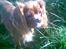 Cavalier king charles spaniel Dali (r.i.p 2008) - Taget i dag 25/9 2008, på den sidste gåtur
