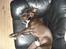 Amerikansk staffordshire terrier R.I.P  kenzo  savner dig - jeg elsker at sove efter en lang tur 