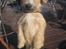 Irish Glen of Imaal Terrier Aiofe (Aifi) - Her viser Aifi hendes trick, Bamse. ;)