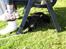 Labrador retriever Soukie - Godt med skygge