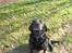 Labrador retriever Donnovan R.I.P.