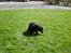 Labrador retriever Donnovan R.I.P.