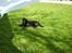 Labrador retriever Donnovan R.I.P.