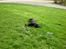 Labrador retriever Donnovan R.I.P.