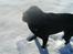 Labrador retriever Donnovan R.I.P.
