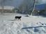 Labrador retriever Donnovan R.I.P.