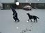 Labrador retriever Donnovan R.I.P.