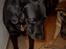 Labrador retriever Berta<´3(Aflivet)R.I.P:'( - 2) Hvor er du sød(: Foto: Miig