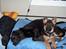 Labrador retriever Berta<´3(Aflivet)R.I.P:'( - 3) Berta og Bjørk <3 Foto: Miig