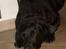 Labrador retriever Berta<´3(Aflivet)R.I.P:'( - 4) Hun ligger og håber på at hun kommer med(: Foto: Mig