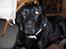 Labrador retriever Berta<´3(Aflivet)R.I.P:'( - 5) Synes virkelig at hun er køn på det her billed! Foto: Miig