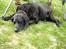 Labrador retriever Berta<´3(Aflivet)R.I.P:'( - 7)Camping igen(: Foto: Mig
