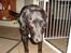 Labrador retriever Berta<´3(Aflivet)R.I.P:'( - 9) Berta<´3(: Foto: Mig