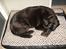 Labrador retriever Berta<´3(Aflivet)R.I.P:'( - 10) Berta(: Foto: Mig