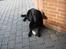 Labrador retriever Berta<´3(Aflivet)R.I.P:'( - 11)