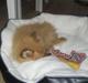 Pomeranian Emma