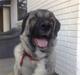 Kangal süslü