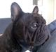 Fransk bulldog Fanto    R.I.P.