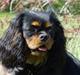 Cavalier king charles spaniel Tria