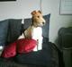Ruhåret foxterrier Terrie