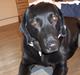 Labrador retriever Berta<´3(Aflivet)R.I.P:'(