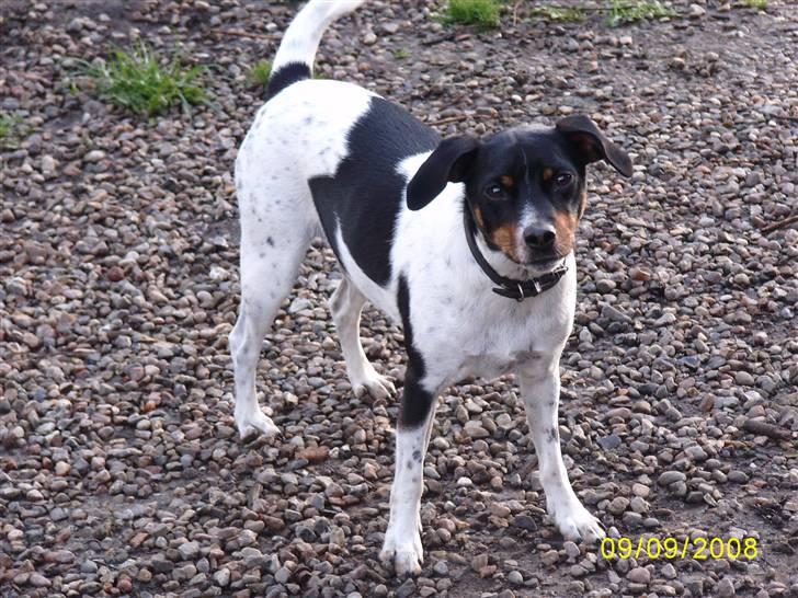 Dansk svensk gaardhund Theo (solgt) billede 5