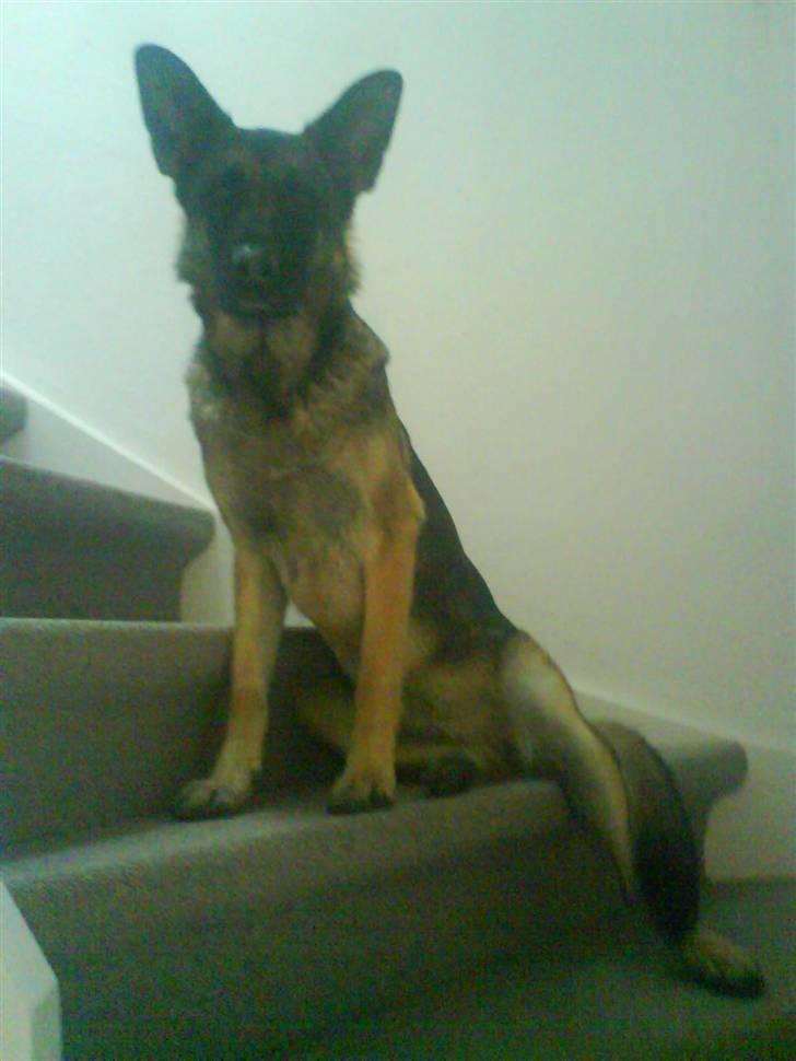 Schæferhund Sally - Hun sidder tit model på trappen hehe :D billede 2