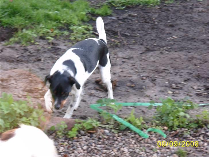 Dansk svensk gaardhund Theo (solgt) billede 6