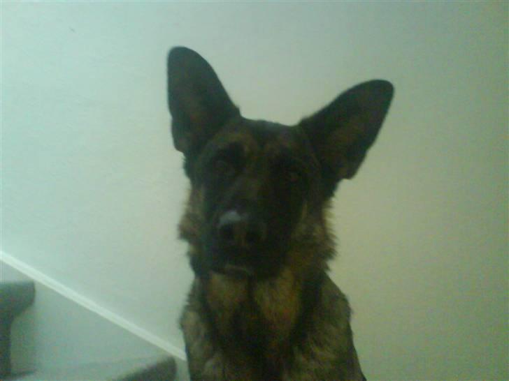 Schæferhund Sally - Hun er bare så smuk <3 <3 xD :D billede 3