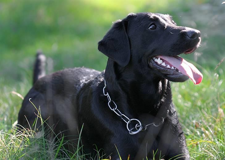 Labrador retriever <3Molly<3 billede 11