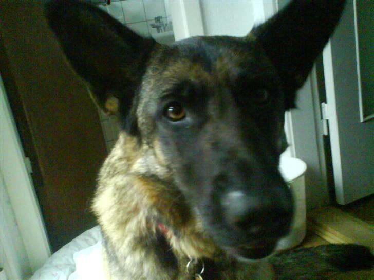 Schæferhund Sally - Hun tigger vist en lille smule den frækkert :D billede 4
