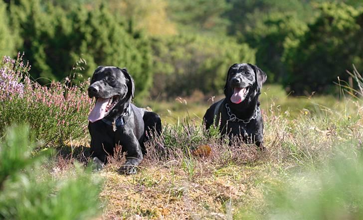 Labrador retriever <3Molly<3 billede 12